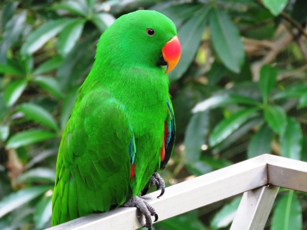 صور طائر ببغاء لونها أخضر Green Parrot